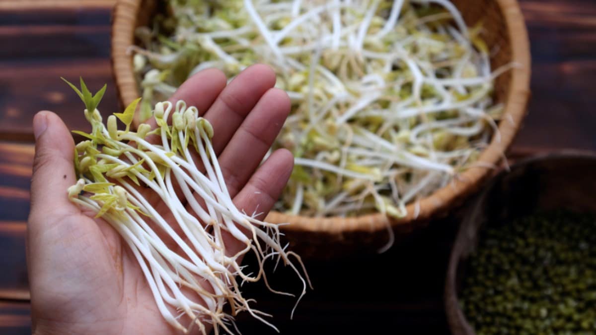 White bean sprouts with small yellow heads 